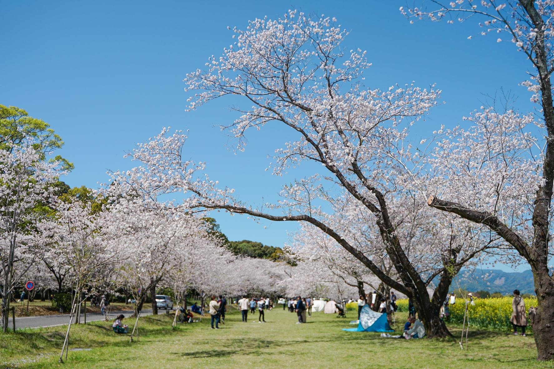 🏞️ 천개성 공원(아마가조 코우엔) 이미지 2